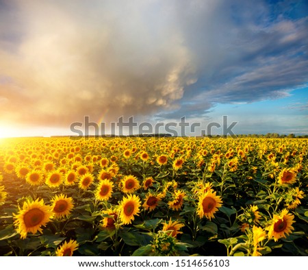 Bright yellow sunflowers glow in the sunlight. Location place of Ukraine, Europe. Blooming field closeup. Photo of ecology concept. Perfect natural wallpaper background. Discover the beauty of earth.