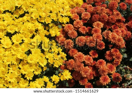 Yellow and Orange Fall Chrysanthemums Background