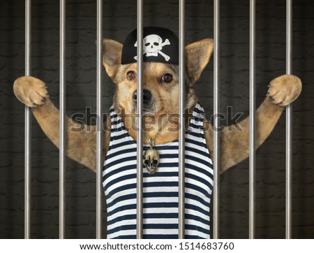 The dog pirate in a bandana and a striped sailor shirt is behind bars in the prison.