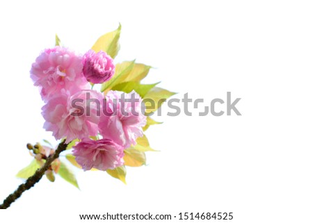 Beautiful pink flowers cherry blossom or sakura blooming isolated on white background. 