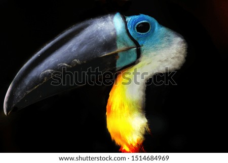 Beautiful toucan bird with black background perfect for wallpapers