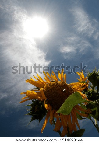 Sunflowers on the field near the city of Simferopol (Crimean Peninsula).