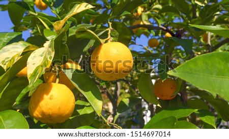 Fruits at the orangery garden