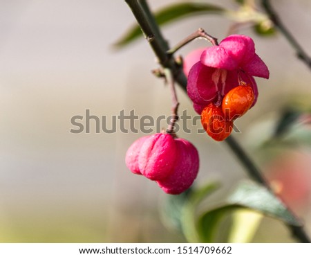 Mature spindle fruit on the branch split open to reveal the seads. Pink box with bright orange seeds. Sunny autumn day.