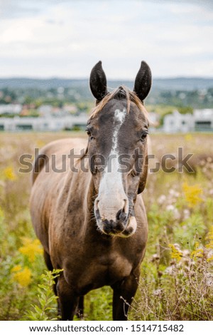 Dark brown horse on pasture