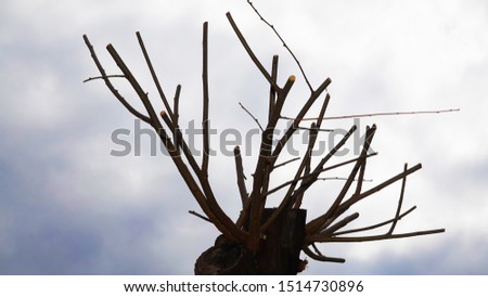 Stump with cut branches on a sky background