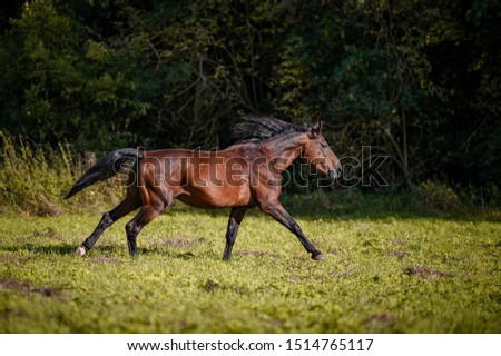 Brown horse freedom running galloping on pasture, autumn