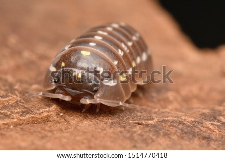 Wood louse Armadillidium species in nature