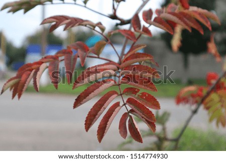 Three foliage of mountain ash close-up on the background of the city.
