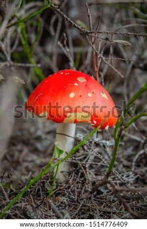 Red poisonous Fly Agaric mushroom in forest