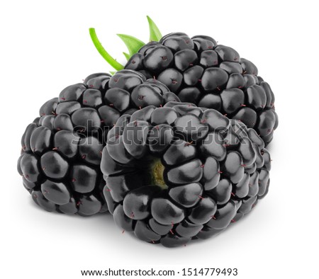 Group of ripe sweet blackberries with leaves isolated on white background.
