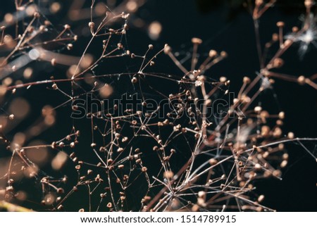 Abstract blurry picture of a tiny plant with dark background.
