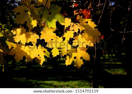 maple leaves in the sun in a dark background