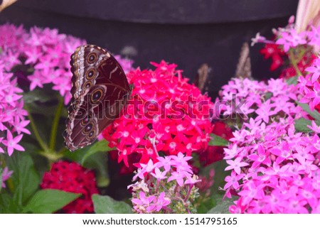 Big brown butterfly with dots on a pink tropical blossom in a central London park. Greater London, England