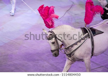 Copy space with white and black horses on fair pink and lilac arena background in a circus