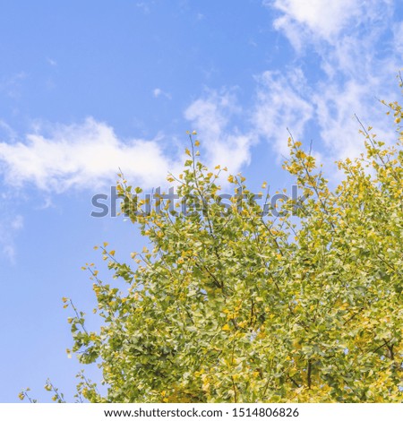 Beautiful yellow ginkgo, gingko biloba tree forest in autumn season in sunny day with sunlight and blue sky, white cloud, lifestyle.