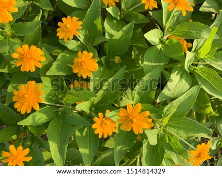 Evening sun with yellow flowers and green leaves