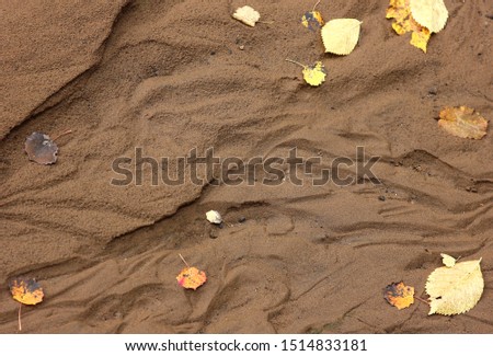fallen autumn leaves on the wet sand