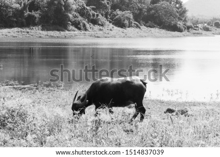 Thai buffalo in a meadow eating grass. Free range animal in Thailand. Black and white image