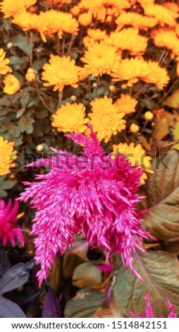 Wonderful flowers in bloom. Artsy effects used, focus on the pink flower. Vintage filmlike effect. 