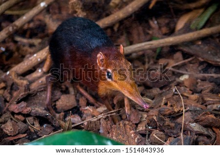 The black and rufous elephant shrew, (Rhynchocyon petersi) the black and rufous sengi, or the Zanj elephant shrew is one of the 17 species of elephant shrew found only in Africa. Royalty-Free Stock Photo #1514843936