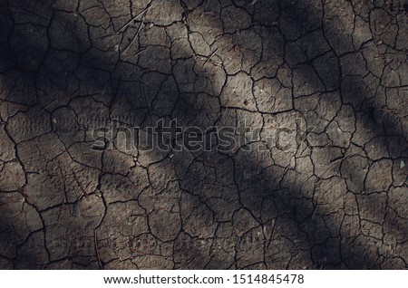 Dried cracked soil in the shade of pine trees.  