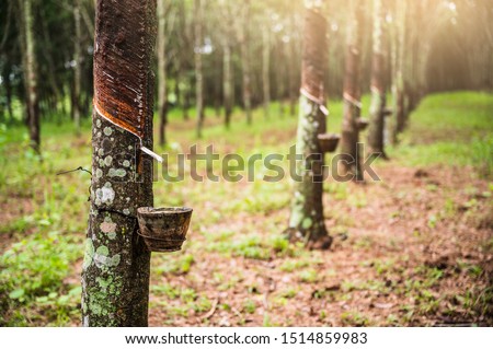 Tapping latex rubber tree, Rubber Latex extracted from rubber tree, harvest in Thailand. Royalty-Free Stock Photo #1514859983