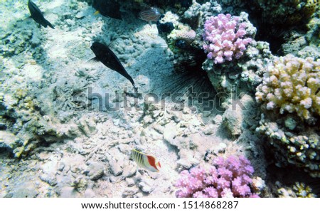 Colorful coral reef with exotic fishes of the Red Sea. Egypt.