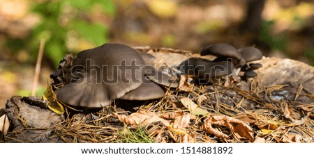 Autumn landscape, mushrooms on an old stump.