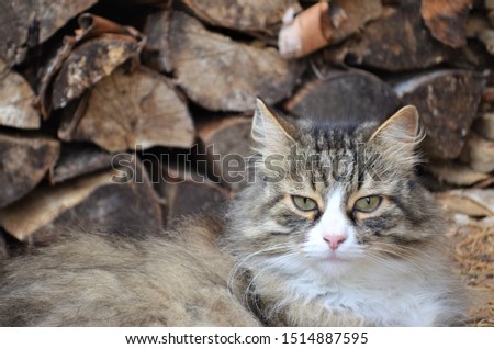 the cat lies near the firewood