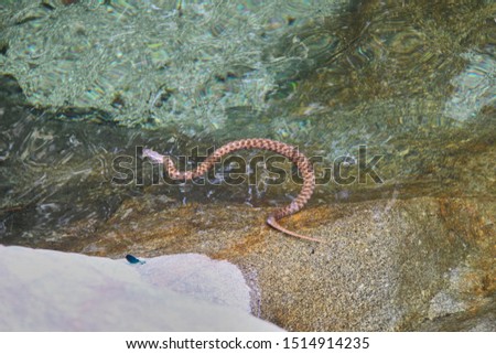 A snake of water on the Arbillas river in the Sierra de Gredos. Avila Castilla and León. Spain