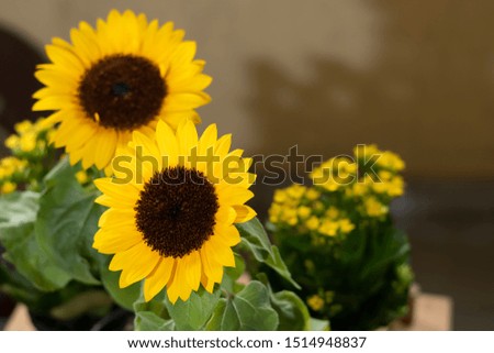 TWO YELLOW SUNFLOWER FLOWER ON YELLOW BACKGROUND