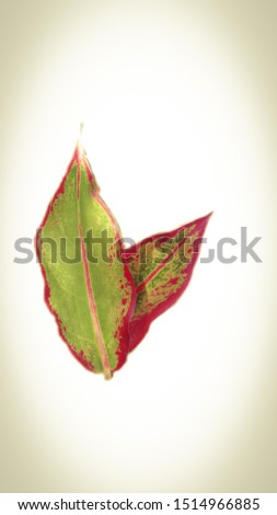 The colorful leaves on the vintage background.