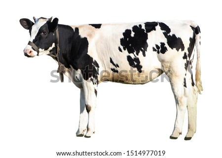 black and white cow on a white background on a farm, farm animal Royalty-Free Stock Photo #1514977019