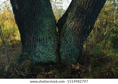autumn forest wonderful trees in beautiful light