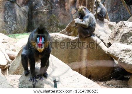  The mandrill (Mandrillus sphinx) is a primate of the Old World monkey (Cercopithecidae) family.