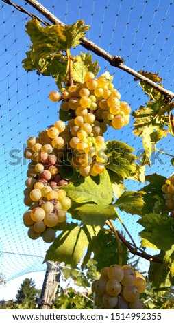 Photo closeup of net protection for wine grapes at autumn harvest time