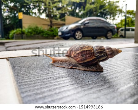 Close up of snail crawling on floor and black car background on road
