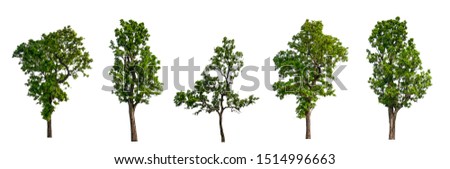 isolated tree Collection on White Backdrop	