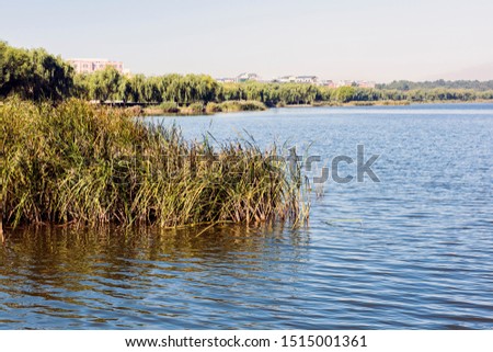 Reed Landscape in the Water of the Lake in Autumn