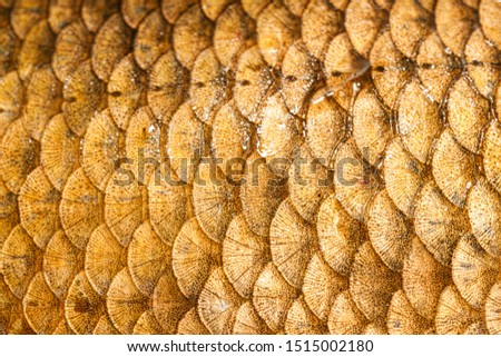 Fish scales closeup background texture, macro photography