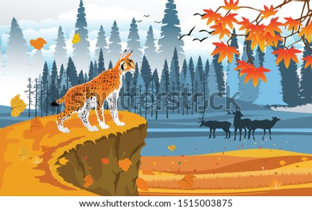 landscapes of wildlife in autumn. Lynx in wildlife scene, with field, grass, forests, and leaves falling from trees 