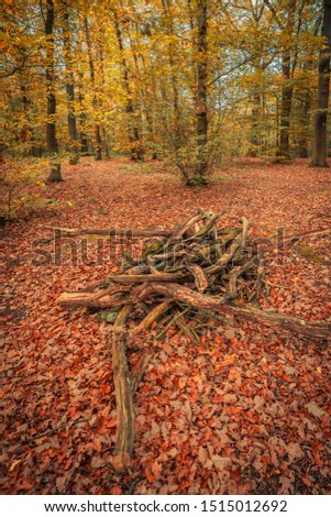 Wood pile as a wild life habitat in a forest during the Fall with yellow, orange and red leaves on trees and fallen on the ground