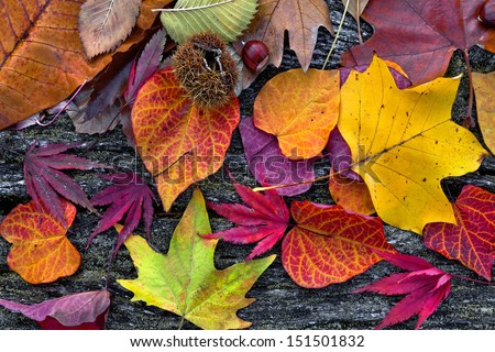 Abstract background of autumn leaves. Autumn background. Royalty-Free Stock Photo #151501832