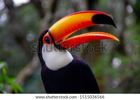 Beautiful toucan smiling from Brazil 