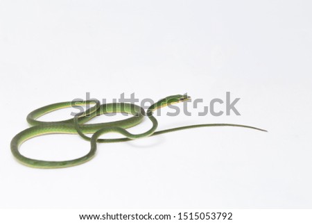 Asian vine snake / Ahaetulla prasina isolated on white background