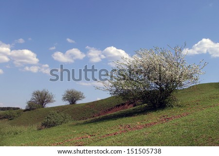 summer landscape idealistic picture of white clouds on a blue sky and rare trees on the green meadow