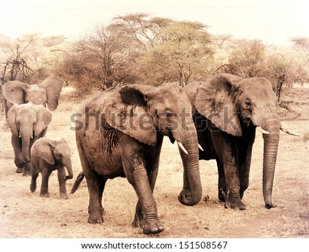 vintage photograph from a herd of elephants during a safari in Africa