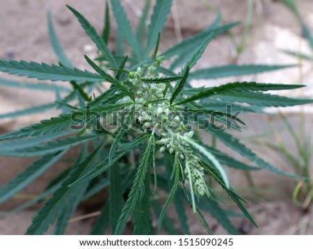 fresh leaves of hemp plant in the garden, cannabis