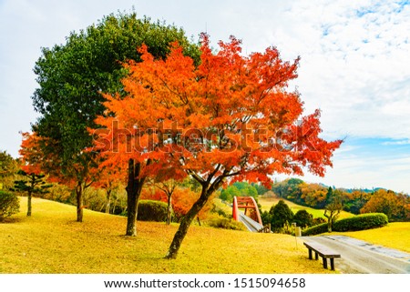 Landscape of Japanese autumn color leaves and lawn ground in autumn Japan